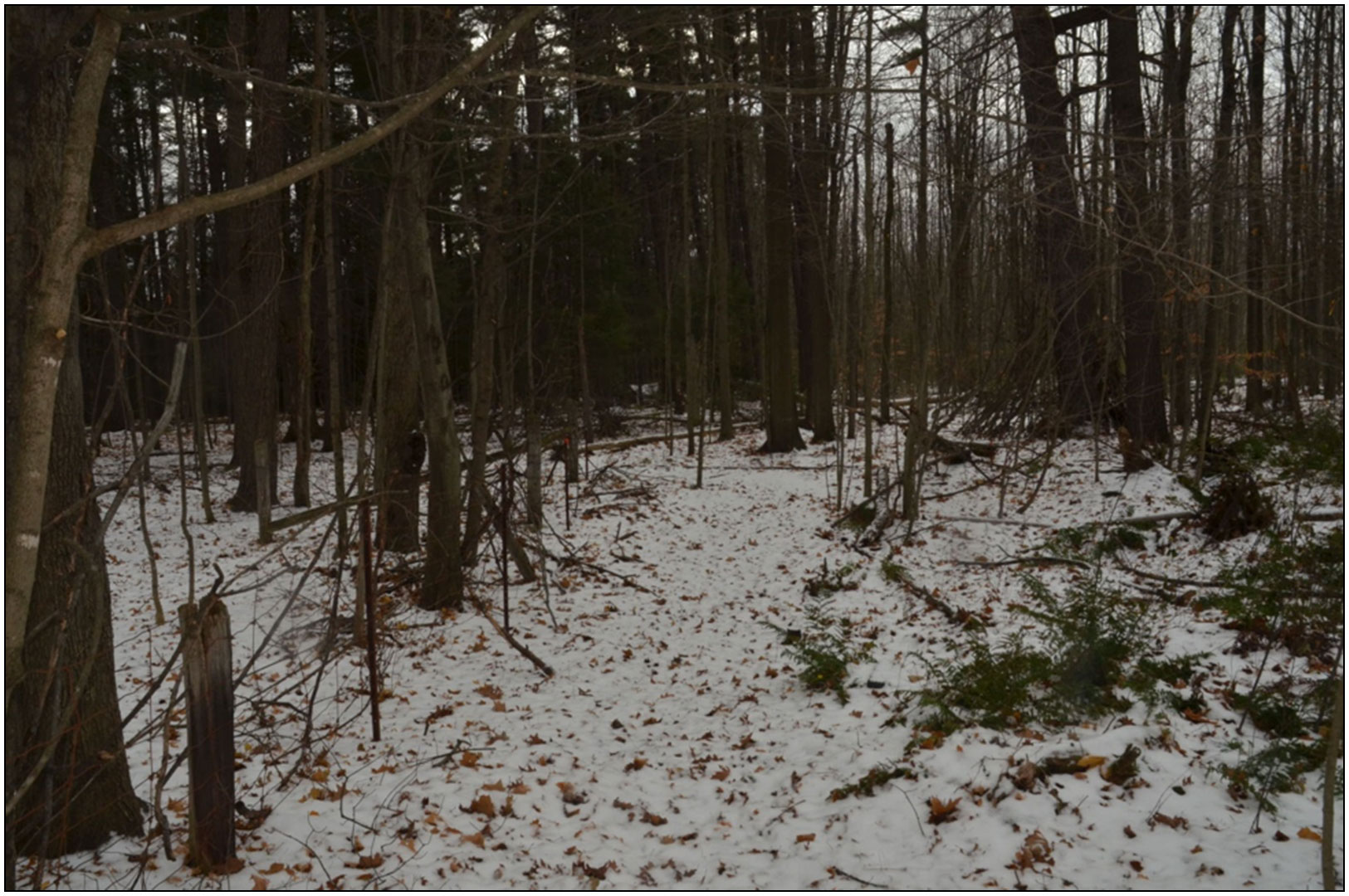 A photo of a large wooded area